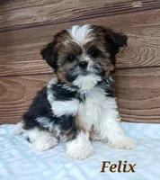Felix, a male Shorkie for sale in Athens, WI – 1 of 9