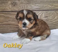 Oakley , a female Shorkie for sale in Athens, WI – 2 of 6