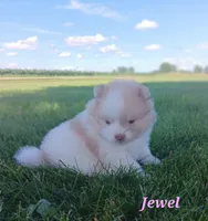 Jewel , a female Pomeranian for sale in Athens, WI – 3 of 7