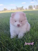 Jewel , a female Pomeranian for sale in Athens, WI – 5 of 7