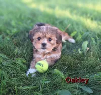 Oakley , a female Shorkie for sale in Athens, WI – 1 of 7