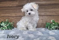 Ivory, a male Maltese for sale in Athens, WI – 2 of 6
