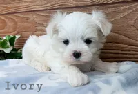 Ivory, a male Maltese for sale in Athens, WI – Photo 1 of 4