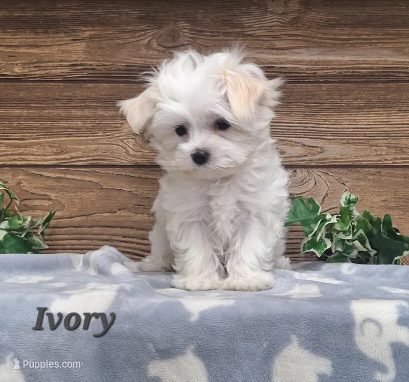 Ivory – Maltese puppy for sale in Athens, WI