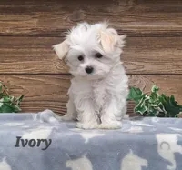 Ivory, a male Maltese for sale in Athens, WI – 1 of 6