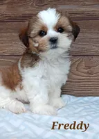 Freddy , a male Shorkie for sale in Athens, WI – 2 of 8