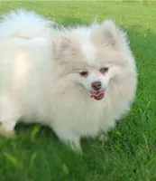 Jewel , a female Pomeranian for sale in Athens, WI – 7 of 7