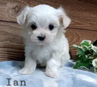 Ian , a male Maltese for sale in Athens, WI – Photo 2 of 4
