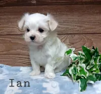 Ian , a male Maltese for sale in Athens, WI – Photo 1 of 4