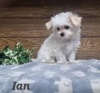 Ian , a male Maltese for sale in Athens, WI – 2 of 7