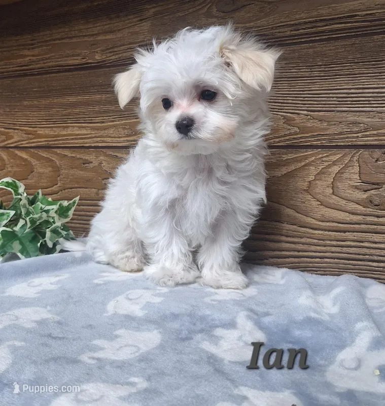 Ian  – Maltese puppy for sale in Athens, WI