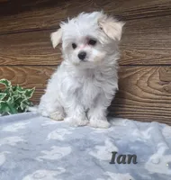Ian , a male Maltese for sale in Athens, WI – 1 of 7