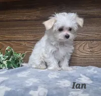 Ian , a male Maltese for sale in Athens, WI – 3 of 7