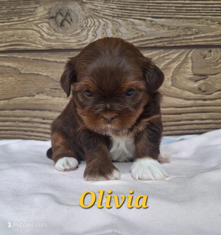 Olivia  – Shorkie puppy for sale in Athens, WI