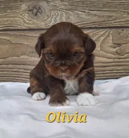 Olivia , a female Shorkie for sale in Athens, WI – 1 of 6