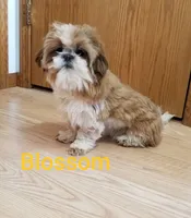 Flossie, a female Shorkie for sale in Athens, WI – 6 of 6