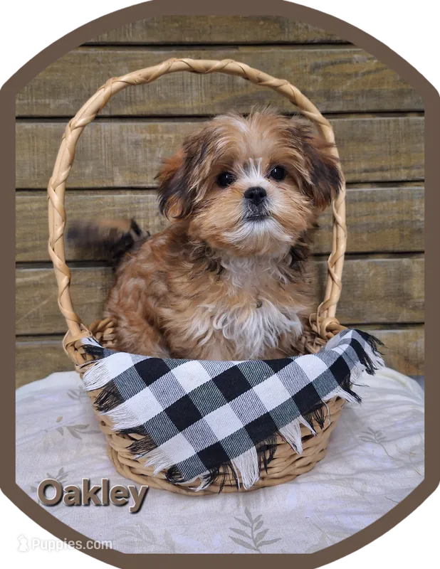 Oakley  – Shorkie puppy for sale in Athens, WI
