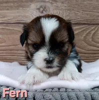 Fern, a female Shorkie for sale in Athens, WI – 4 of 6