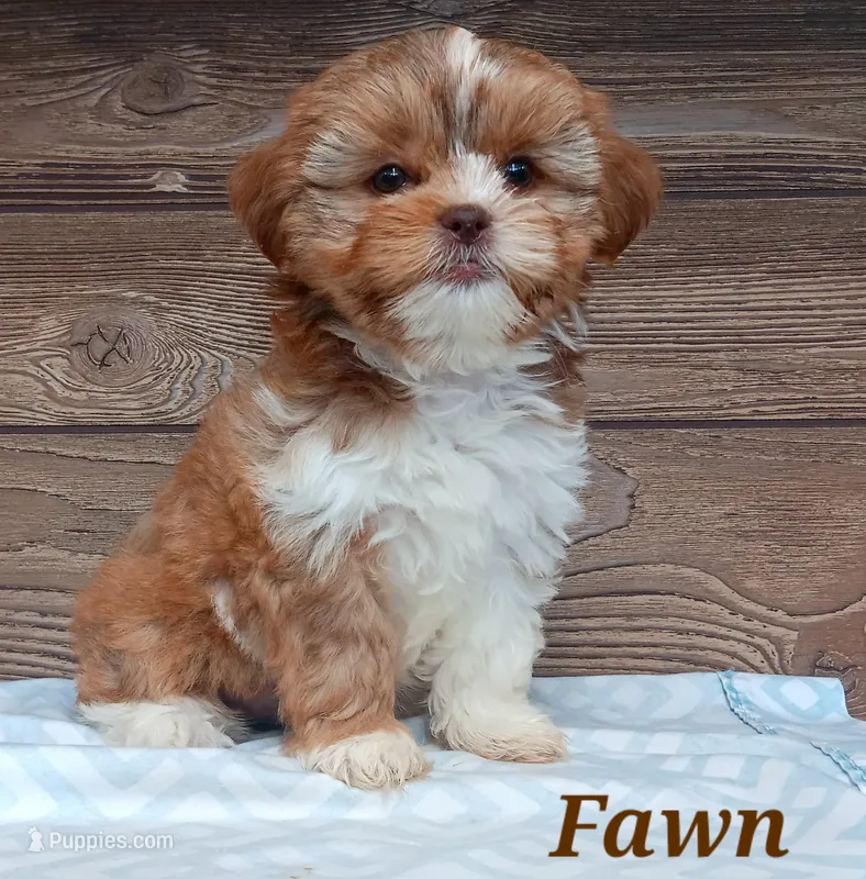 Fawn – Shorkie puppy for sale in Athens, WI