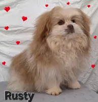 Rusty, a male Pomeranian and Shih Tzu for sale in Athens, WI – Photo 2 of 9