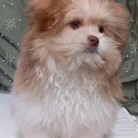 Rusty, a male Pomeranian and Shih Tzu for sale in Athens, WI – Photo 5 of 9