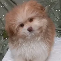 Rusty, a male Pomeranian and Shih Tzu for sale in Athens, WI – Photo 4 of 9