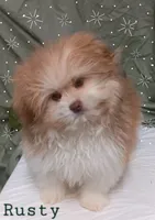 Rusty, a male Pomeranian and Shih Tzu for sale in Athens, WI – Photo 4 of 9