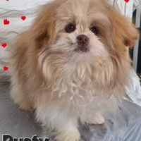 Rusty, a male Pomeranian and Shih Tzu for sale in Athens, WI – Photo 3 of 9