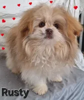 Rusty, a male Pomeranian and Shih Tzu for sale in Athens, WI – Photo 3 of 9