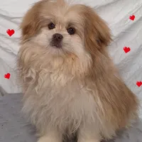 Rusty, a male Pomeranian and Shih Tzu for sale in Athens, WI – Photo 1 of 9