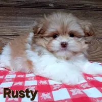 Rusty, a male Pomeranian and Shih Tzu for sale in Athens, WI – Photo 7 of 9