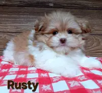 Rusty, a male Pomeranian and Shih Tzu for sale in Athens, WI – Photo 7 of 9