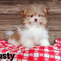 Rusty, a male Pomeranian and Shih Tzu for sale in Athens, WI – Photo 6 of 9