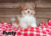 Rusty, a male Pomeranian and Shih Tzu for sale in Athens, WI – Photo 6 of 9