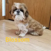 Rusty, a male Pomeranian and Shih Tzu for sale in Athens, WI – Photo 9 of 9