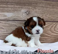 Flossie, a female Shorkie for sale in Athens, WI – 2 of 6