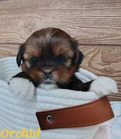 Orchid, a female Shorkie for sale in Athens, WI – 2 of 6