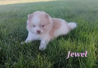 Jewel , a female Pomeranian for sale in Athens, WI – 2 of 7