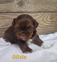 Olivia , a female Shorkie for sale in Athens, WI – 4 of 6