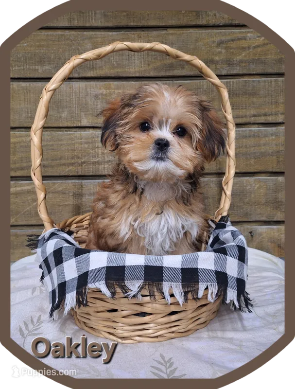 Oakley  – Shorkie puppy for sale in Athens, WI