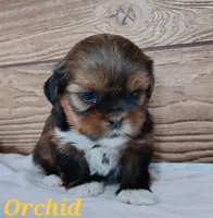 Orchid, a female Shorkie for sale in Athens, WI – 4 of 6