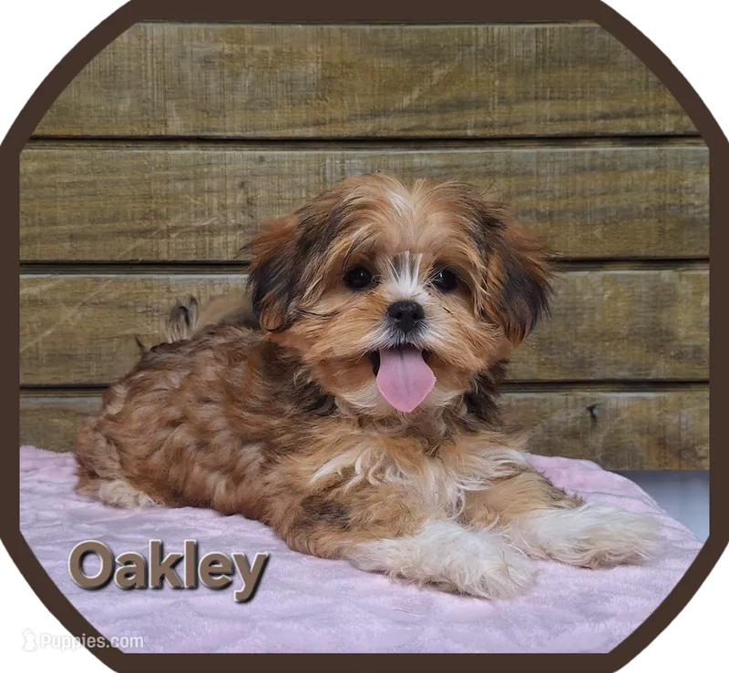Oakley  – Shorkie puppy for sale in Athens, WI