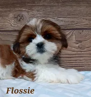 Flossie, a female Shorkie for sale in Athens, WI – 2 of 9