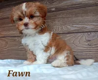 Fawn, a female Shorkie for sale in Athens, WI – 3 of 9