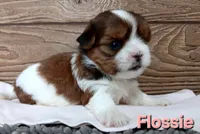 Flossie, a female Shorkie for sale in Athens, WI – 3 of 6