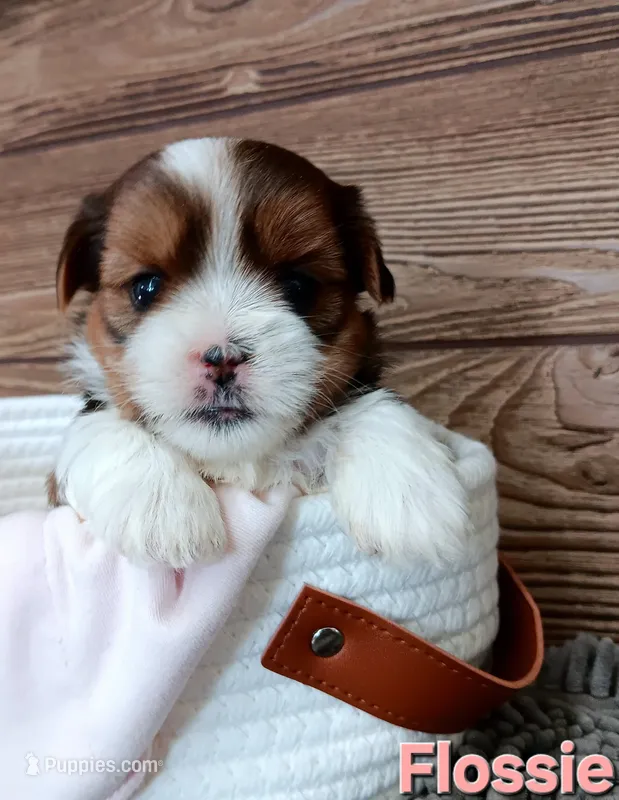 Flossie – Shorkie puppy for sale in Athens, WI