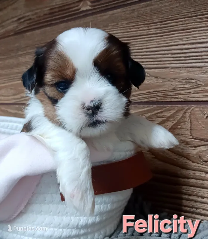 Felicity – Shorkie puppy for sale in Athens, WI