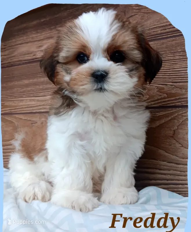 Freddy  – Shorkie puppy for sale in Athens, WI
