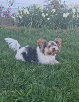 Felicity, a female Shorkie for sale in Athens, WI – 5 of 5
