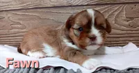 Fawn, a female Shorkie for sale in Athens, WI – 4 of 6